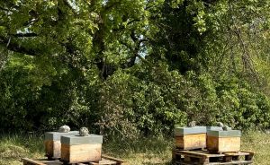 Installation of 40 beehives at Golf Sainte Baume - Open Golf Club