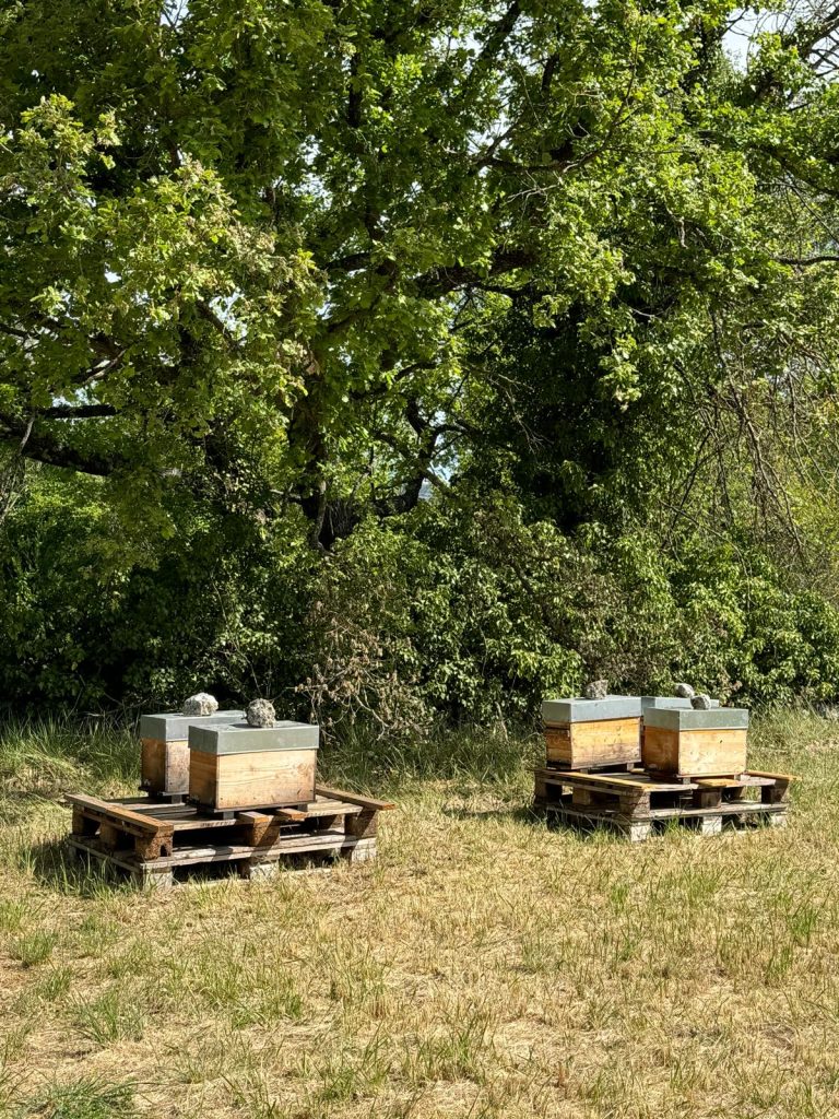 Installation de 40 Ruches au Golf Sainte Baume : Un Engagement pour la Biodiversité et l'Économie Locale