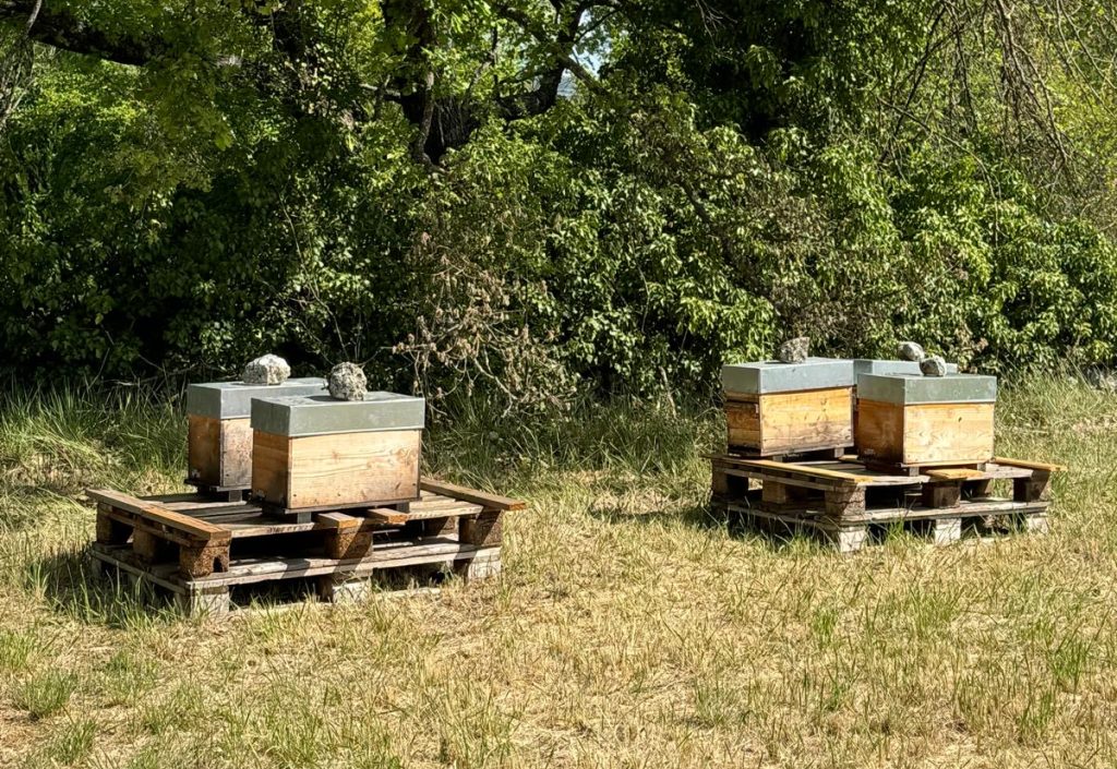 Installation de 40 Ruches au Golf Sainte Baume : Un Engagement pour la Biodiversité et l'Économie Locale