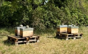 Installation de 40 ruches au Golf Sainte Baume - Open Golf Club